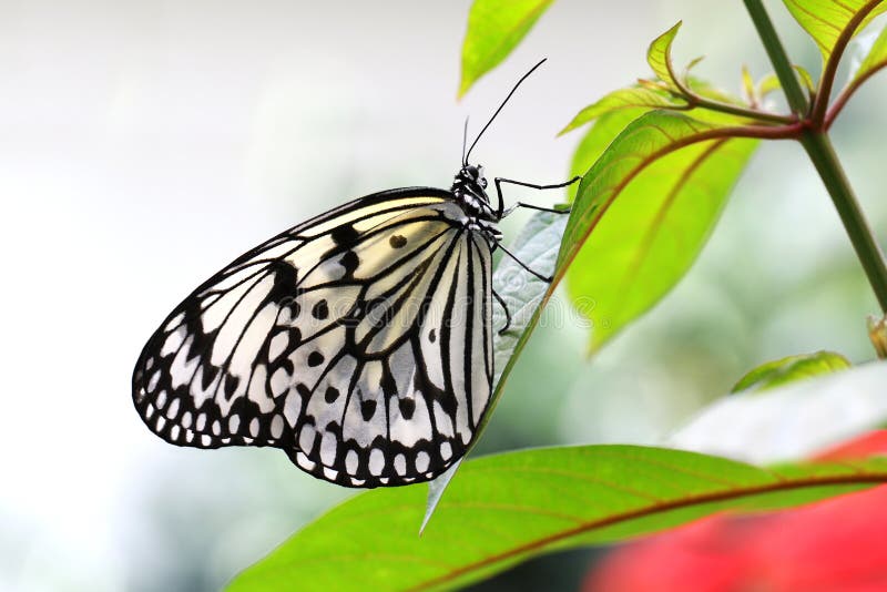In the time of the butterflies essay