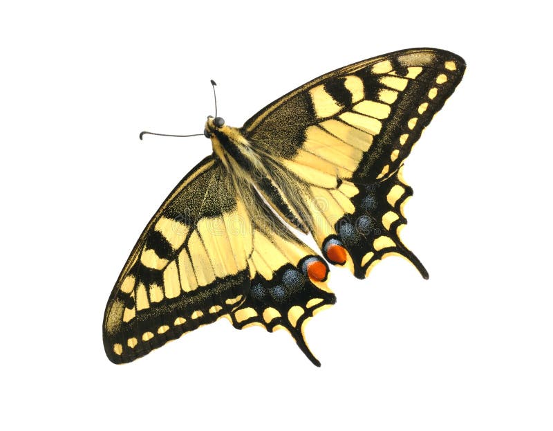 Butterfly Papilio machaon