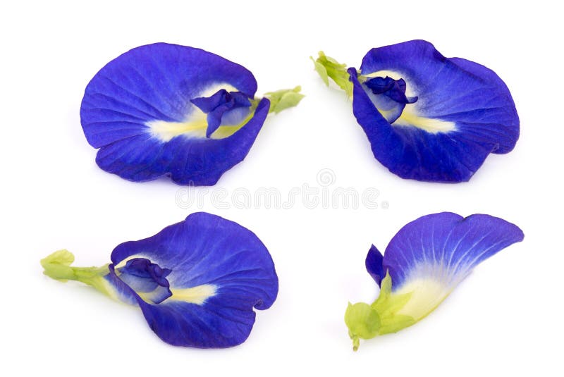 Butterfly pea, blue pea, or asian pigeonwings flower isolated on white background