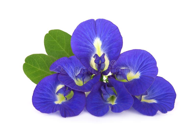 Butterfly pea, blue pea, or asian pigeonwings flower with leaf isolated on white stock photos Butterfly pea, blue pea, or asian pigeonwings flower with leaf isolated on white stock photos
