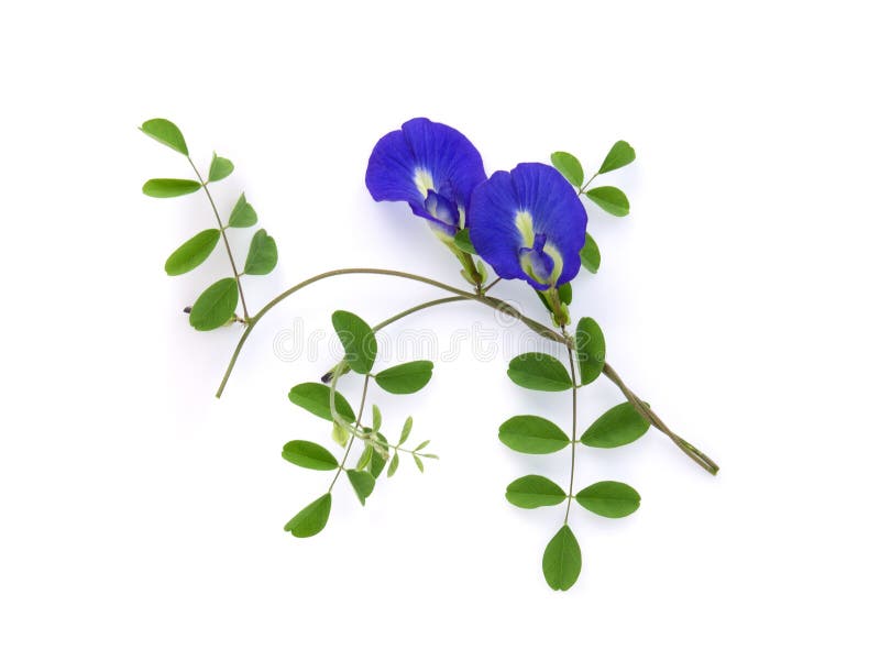 Butterfly pea, blue pea, or asian pigeonwings flower with leaf isolated on white background, tropical flower, top view royalty free stock photo Butterfly pea, blue pea, or asian pigeonwings flower with leaf isolated on white background, tropical flower, top view royalty free stock photo