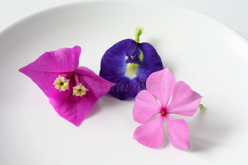 Butterfly Pea Bunga  Telang  Bogainvillea Stock Image 