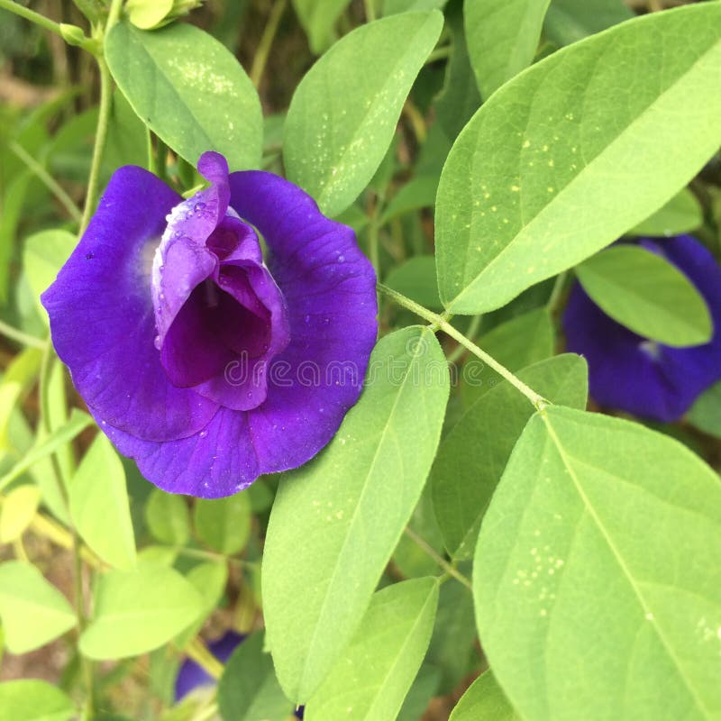 Butterfly pea stock photo. Image of nature, asian, butterfly 71157596
