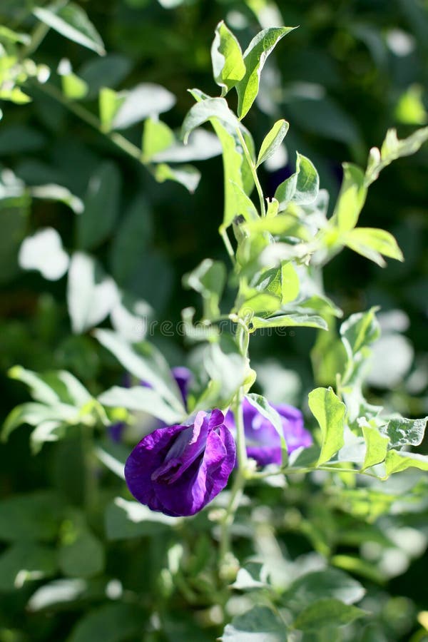 Butterfly pea flower stock image. Image of floral, petal 69883185