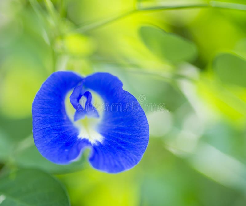 Butterfly Pea Flower stock photo. Image of garden, bush 82991588