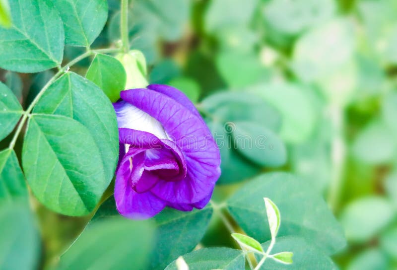 Butterfly Pea Flower in the Garden Stock Photo Image of flora, plant