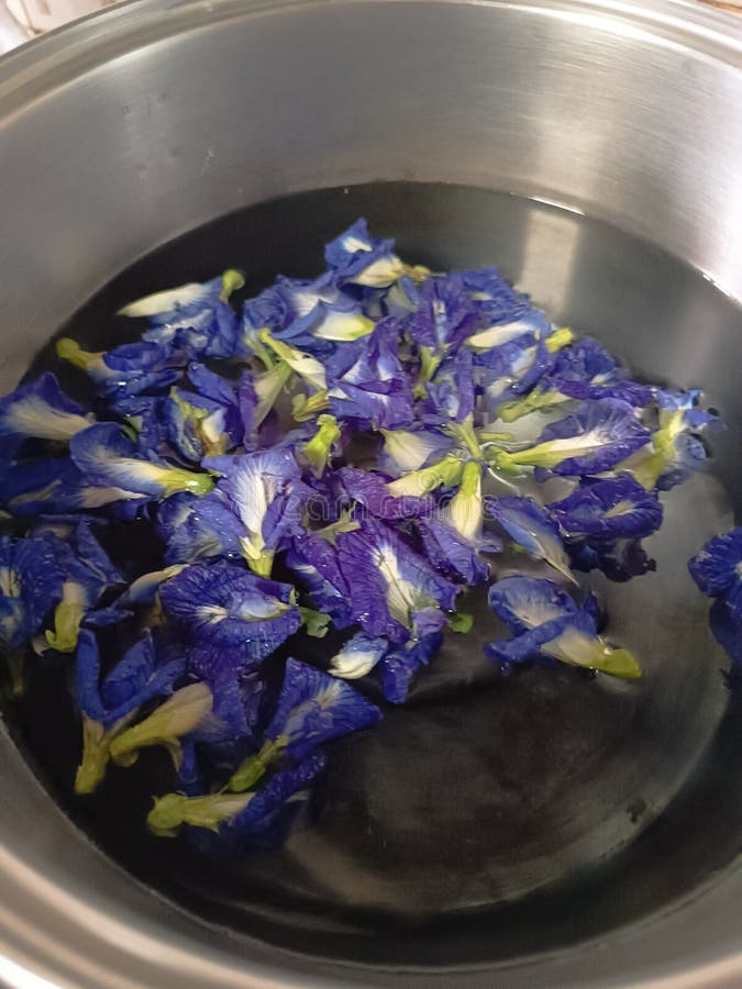 Butterfly Pea Flower in Hot Pot Stock Image Image of garden, summer