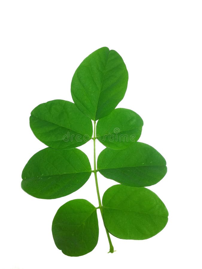 Butterfly Pea Flower Isolated White. Butterfly Pea Flower Coriander Leaves Stock Photo Image