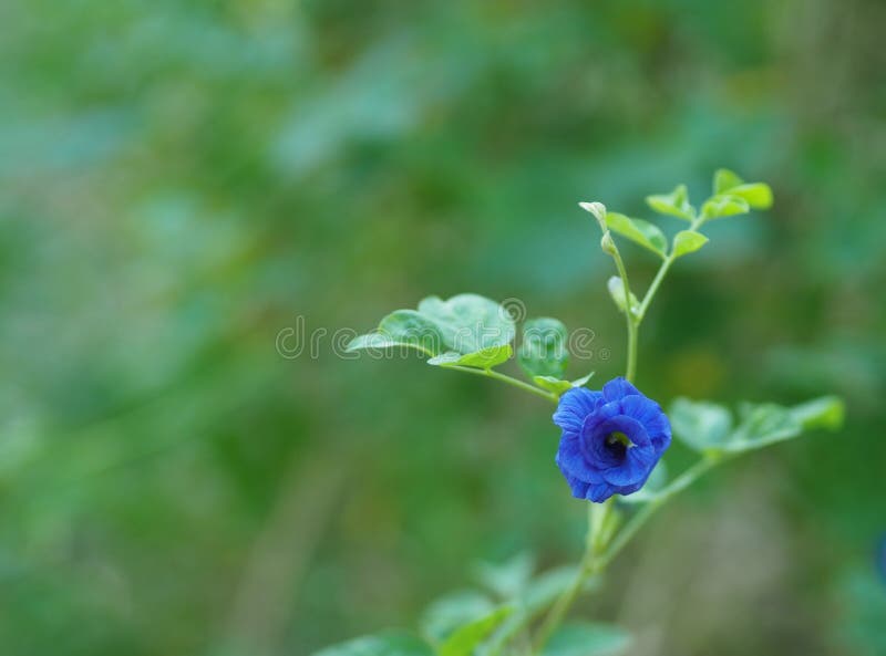 Butterfly Pea Flower on Plant Stock Image Image of butterfly, edible