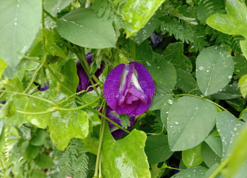 Butterfly Pea Flower Scientific Name: Clitoria Ternatea L. is a Vine, Stem, Soft Hair Stock Photo - Image of flat, nose: 159250784 Butterfly Pea Flower Scientific Name: Clitoria Ternatea L. is a Vine, Stem, Soft Hair Stock Photo - Image of flat, nose: 159250784