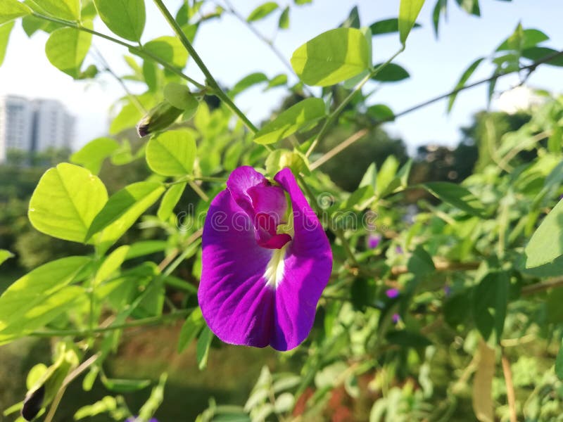 Butterfly Pea Flower in Singapore Stock Photo Image of space