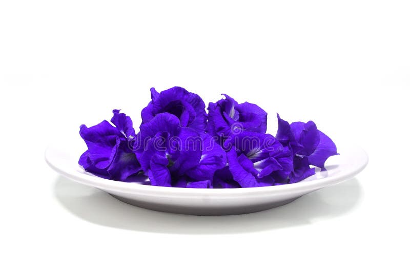 Butterfly pea, Blue pea. stock photo. Image of ayurvedic 198288934