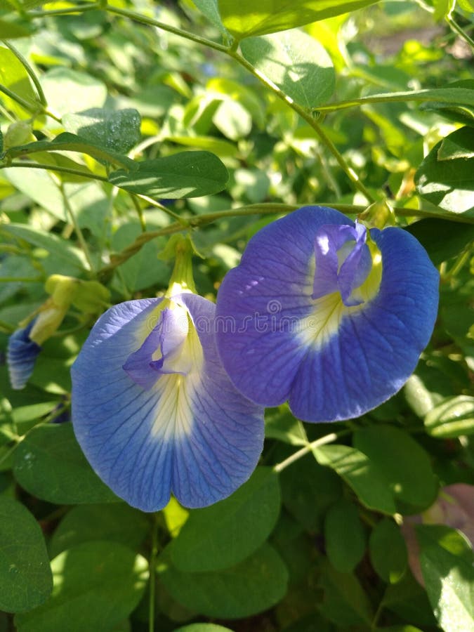 Butterfly Pea Flowers in Sri Lanka Stock Image Image of lanka, butterfly 205397941