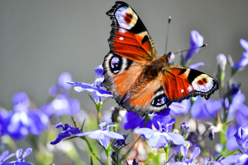 An European Peacock butterfly full of colors on a purple flower royalty free stock photos An European Peacock butterfly full of colors on a purple flower royalty free stock photos