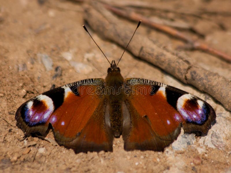 Butterfly Peacock Rays Stock Image Image Of Fowl Color