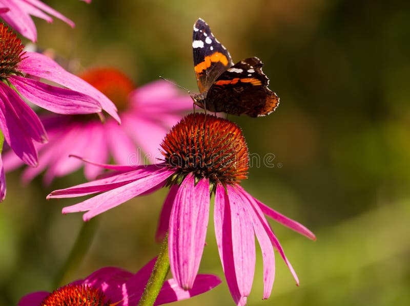 Butterfly Peacock Rays Stock Image Image Of Fowl Color