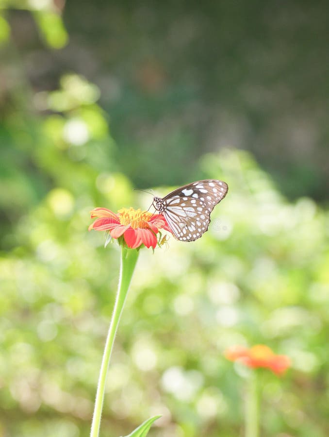 Butterfly Perch on a Leaves Flower Stock Photo Image of detail, bush