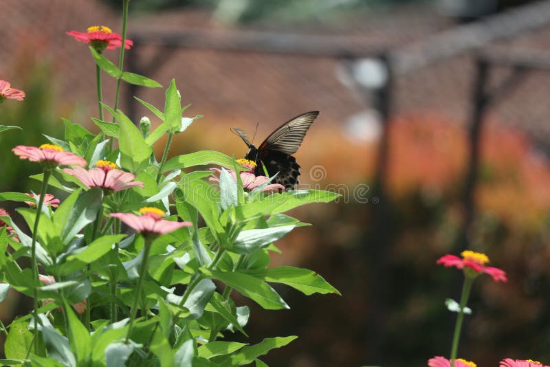 A Butterfly that is Perched on a Pink Flower and is Eating Honey Stock