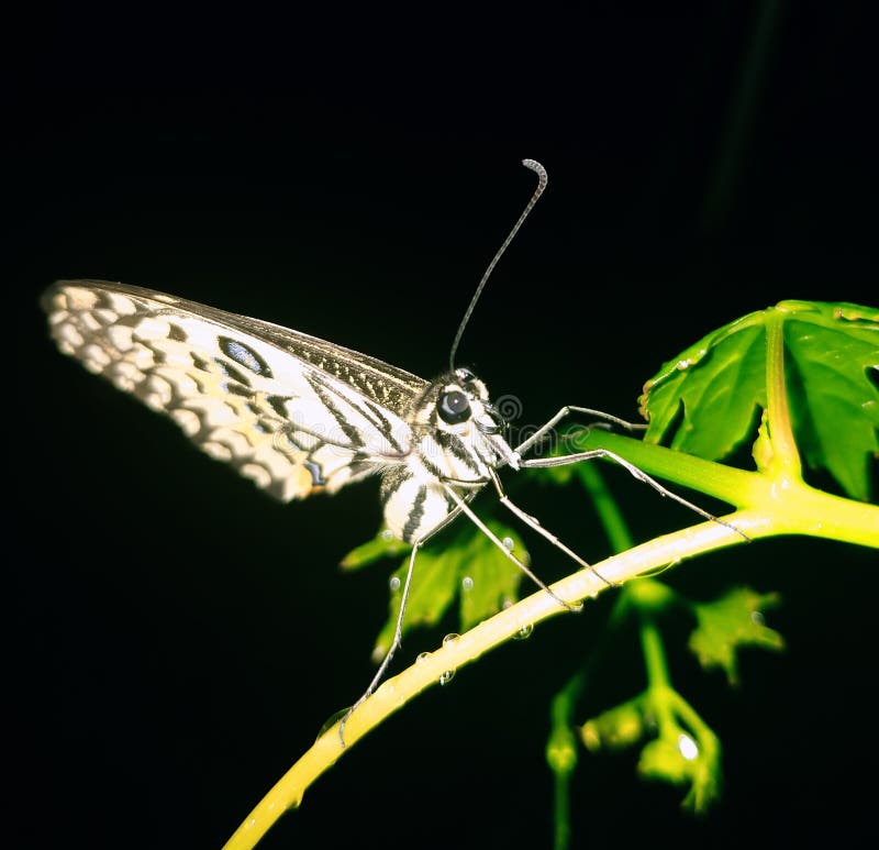 The Butterfly Perched on the Top of the Vine at Night Stock Image
