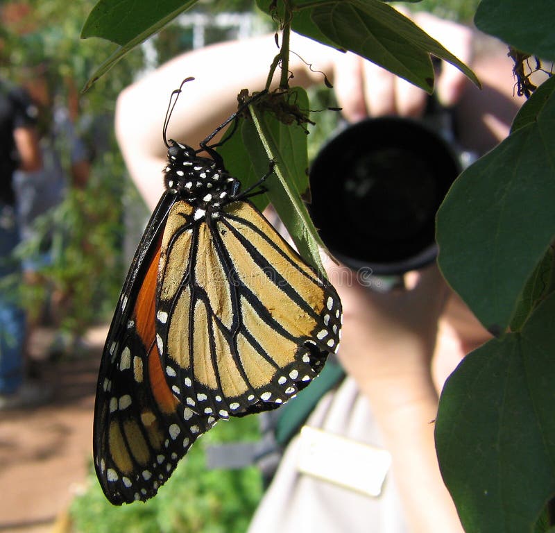 Butterfly Photographer