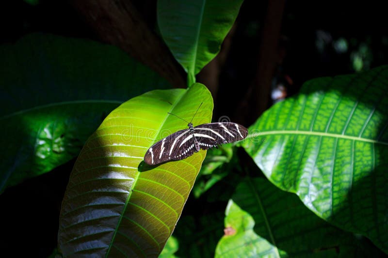 Butterfly stock photo. Image of light, stripe, green 61152302