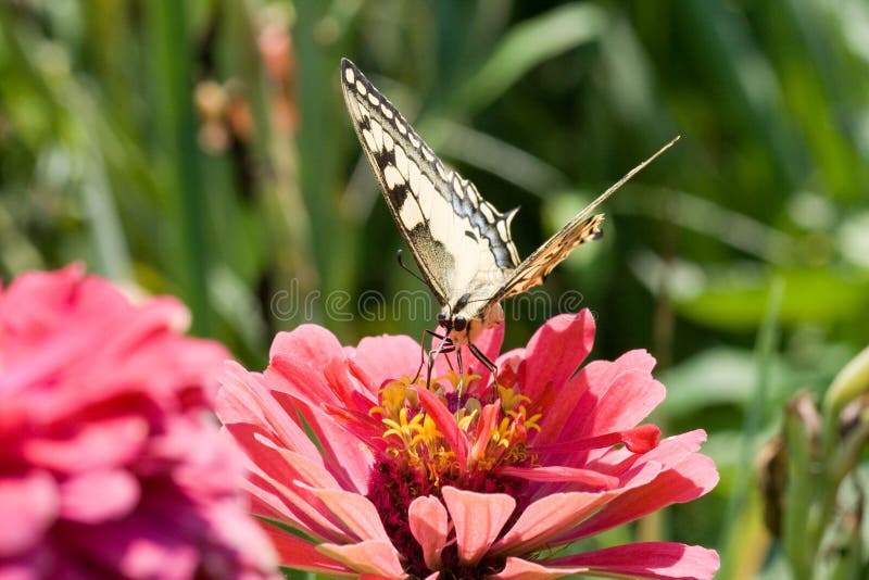 Butterfly (Papilionidae) on a pink Zinnia flower. Butterfly (Papilionidae) on a pink Zinnia flower