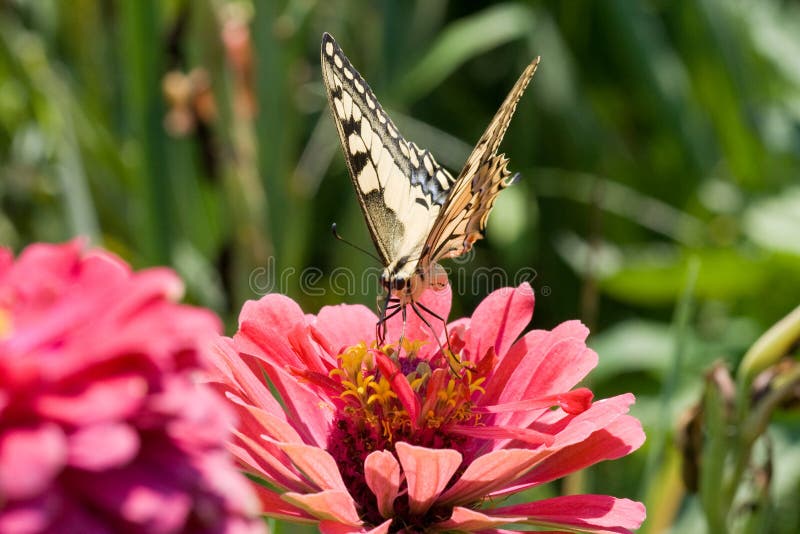 Butterfly (Papilionidae) on a pink Zinnia flower. Butterfly (Papilionidae) on a pink Zinnia flower