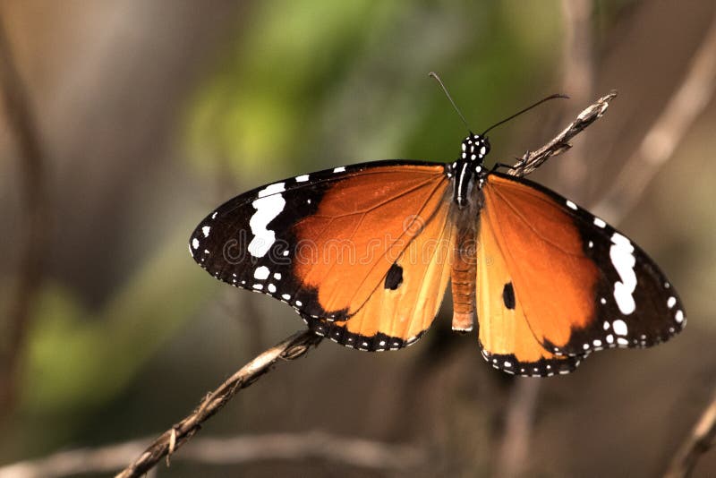 Butterfly - Plain Tiger