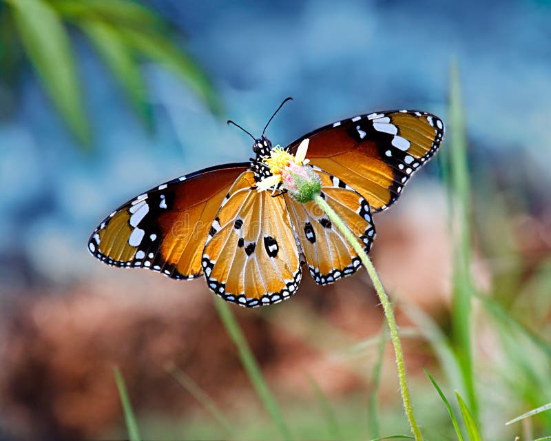 Butterfly Plain Tiger or Danaus chrysippus with blue sky background