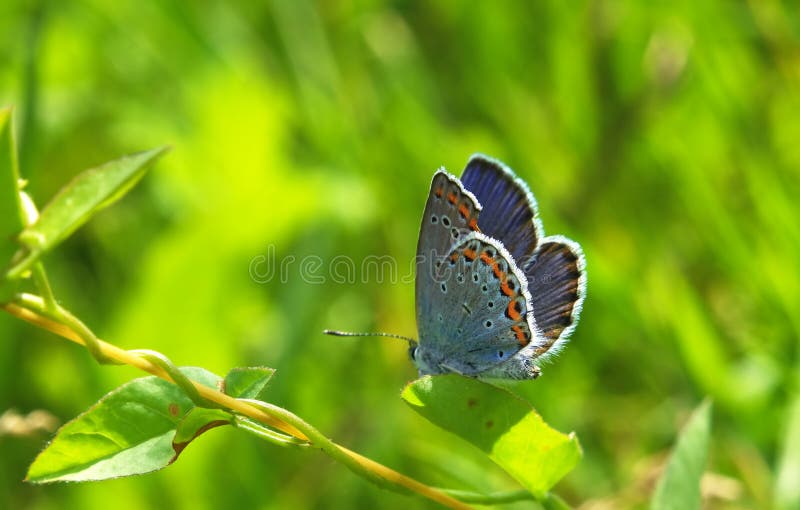 Butterfly Plebejus argyrognomon blue at green leaf royalty free stock photos Butterfly Plebejus argyrognomon blue at green leaf royalty free stock photos