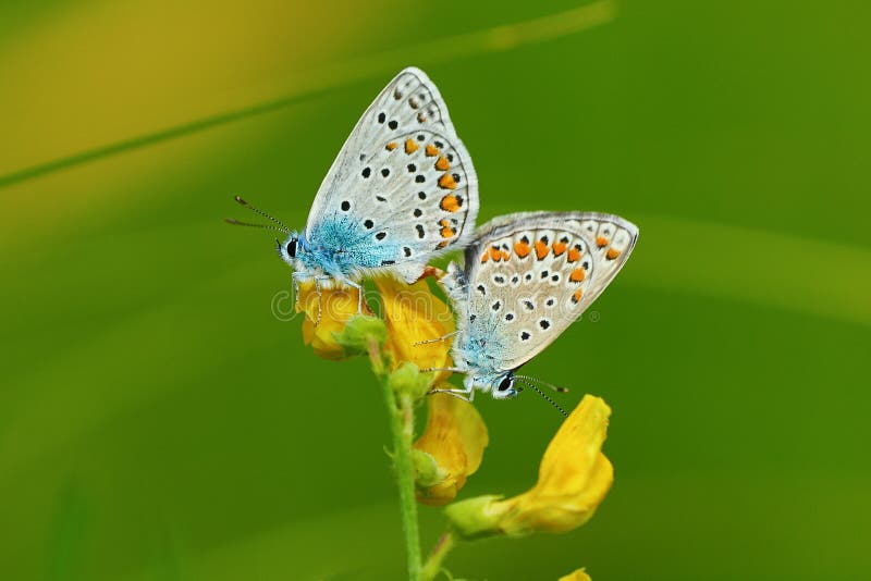 Butterfly Polyommatus amandus