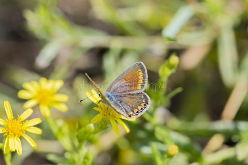 Butterfly polyommatus bellargus. Of the insecta class, the Lepidoptera order, lycaenidae polyommatus family and gender stock photography Butterfly polyommatus bellargus. Of the insecta class, the Lepidoptera order, lycaenidae polyommatus family and gender stock photography