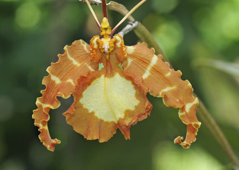 Psychopsis Orchid Stock Photos - Free & Royalty-Free Stock Photos from  Dreamstime