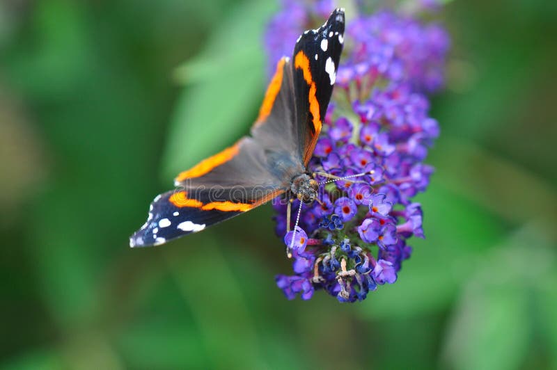 Butterfly on purple flower