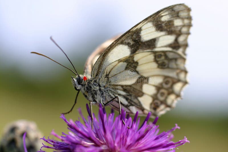 Butterfly on purple flower 2