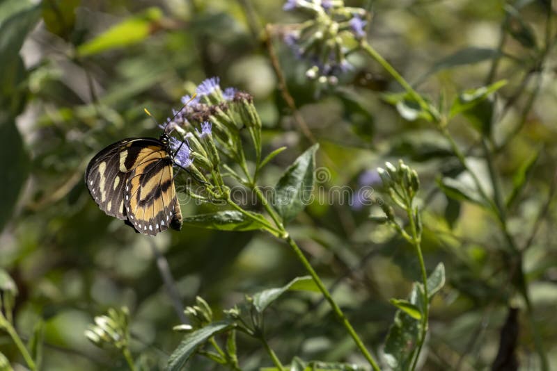 Butterfly på blomman Insektera mot bakgrund med kopieringsutrymme arkivbild Butterfly på blomman Insektera mot bakgrund med kopieringsutrymme arkivbild