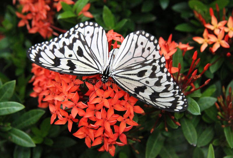 Butterfly on Red Flowers stock photo. Image of idea, butterflies 24217374