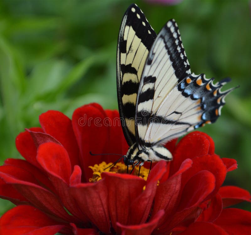 Eastern Tiger Swallowtail (Papilio glaucus) butterfly perched on a red zinnia flower. Eastern Tiger Swallowtail (Papilio glaucus) butterfly perched on a red zinnia flower