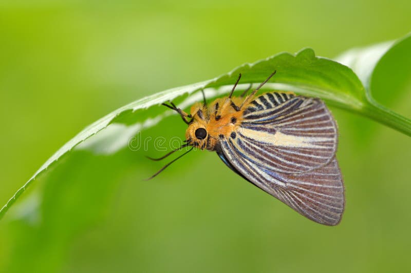 Butterfly rest under a leaf