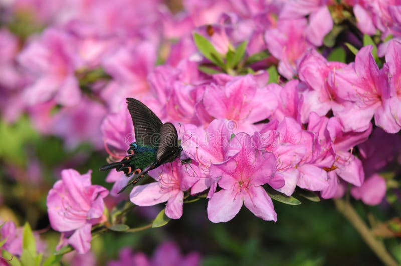 114 Butterfly Rhododendron Stock Photos Free & RoyaltyFree Stock