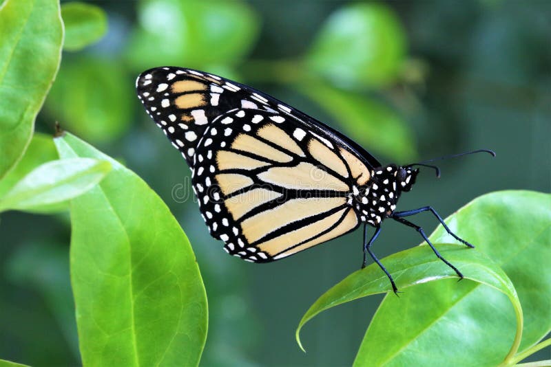 440 Scaly Wings Stock Photos Free & RoyaltyFree Stock Photos from