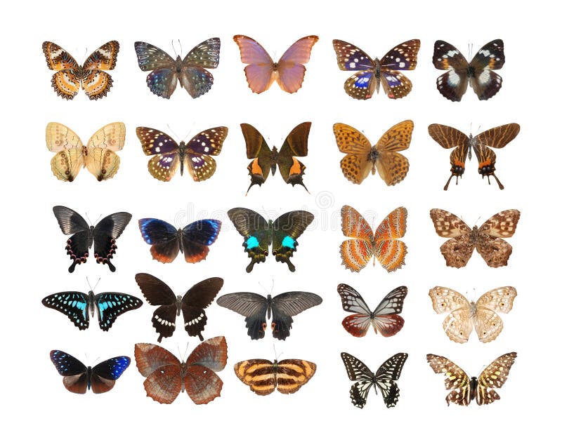 25 different butterfly set collection isolated