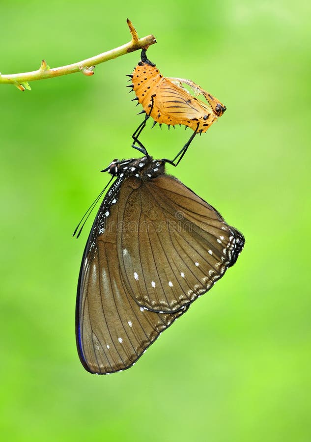 Butterfly Molting From Pupa In Southeast Asia. Stock Photo Image of