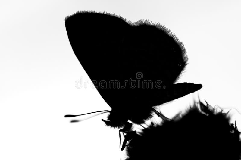 Fake Butterflies Stock Photos - Free & Royalty-Free Stock Photos from  Dreamstime