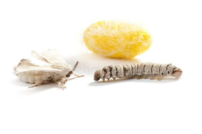 Butterfly Silkworm Cocoon Silk Worm Three Stages Stock Image Image of