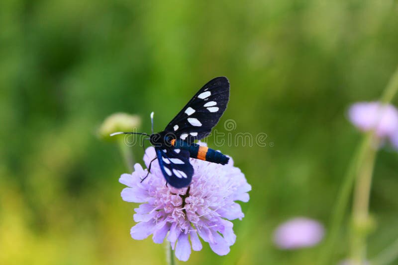 Butterfly sits on a flower in the grass. stock photo Butterfly sits on a flower in the grass. stock photo