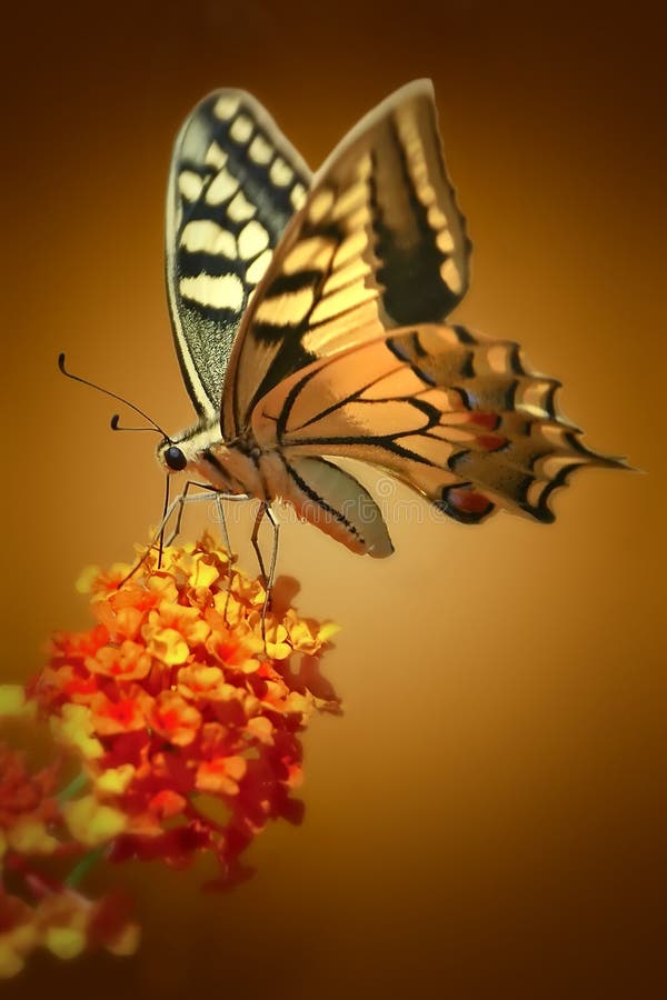 Butterfly Papilio machaon eats on a flower. Butterfly Papilio machaon eats on a flower