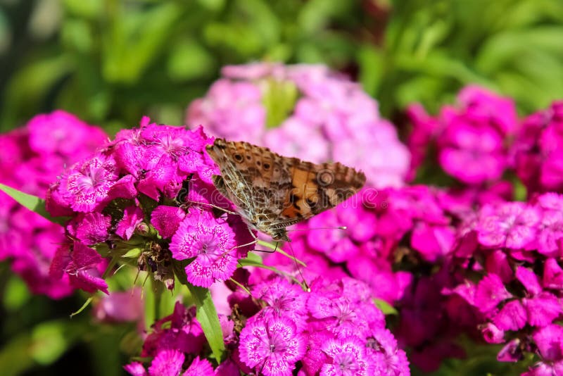 Butterfly on phlox stock image. Image of purple, insect 70568865