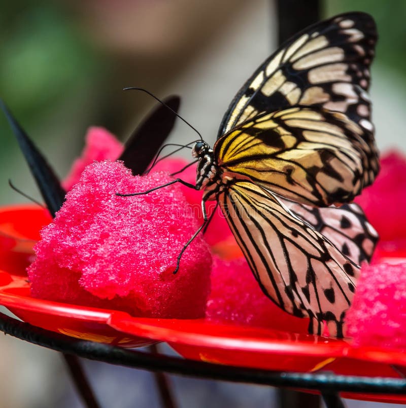 BUTTERFLY ON WATERMELON stock photo. Image of butterfly 58780086