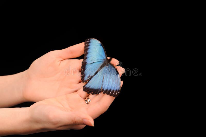 Butterfly sitting on the hand